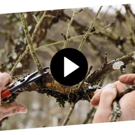 HOW-TO: naturnaher Obstbaumschnitt